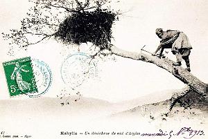 Kabylie - Nid d'Aigles - Denicheur - 1913